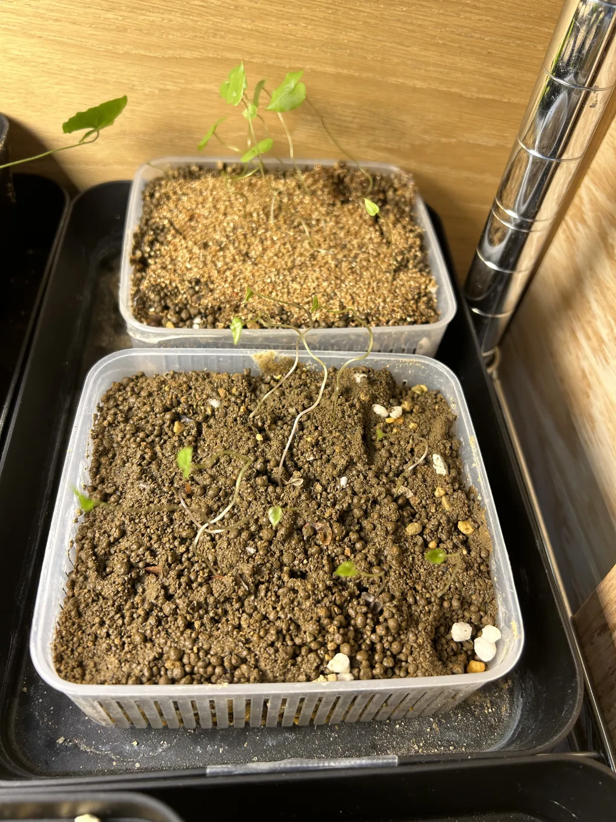 Dioscorea elephantipes (ディオスコレア エレファンティペス アフリカ亀甲竜)