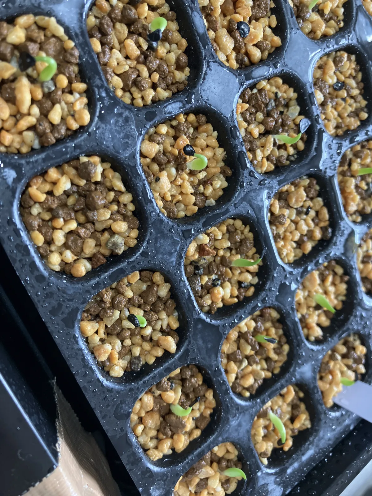  アガベ 人気４種セット 各20粒 ※数量限定