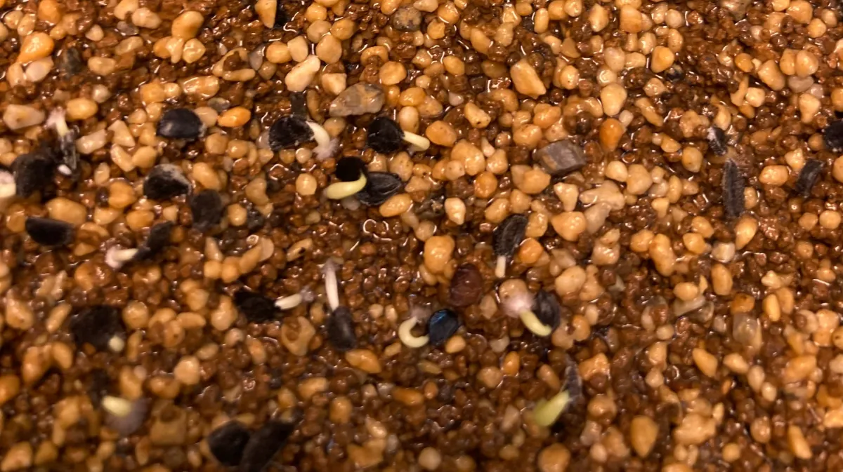 Agave oteroi (アガベ オテロイ)