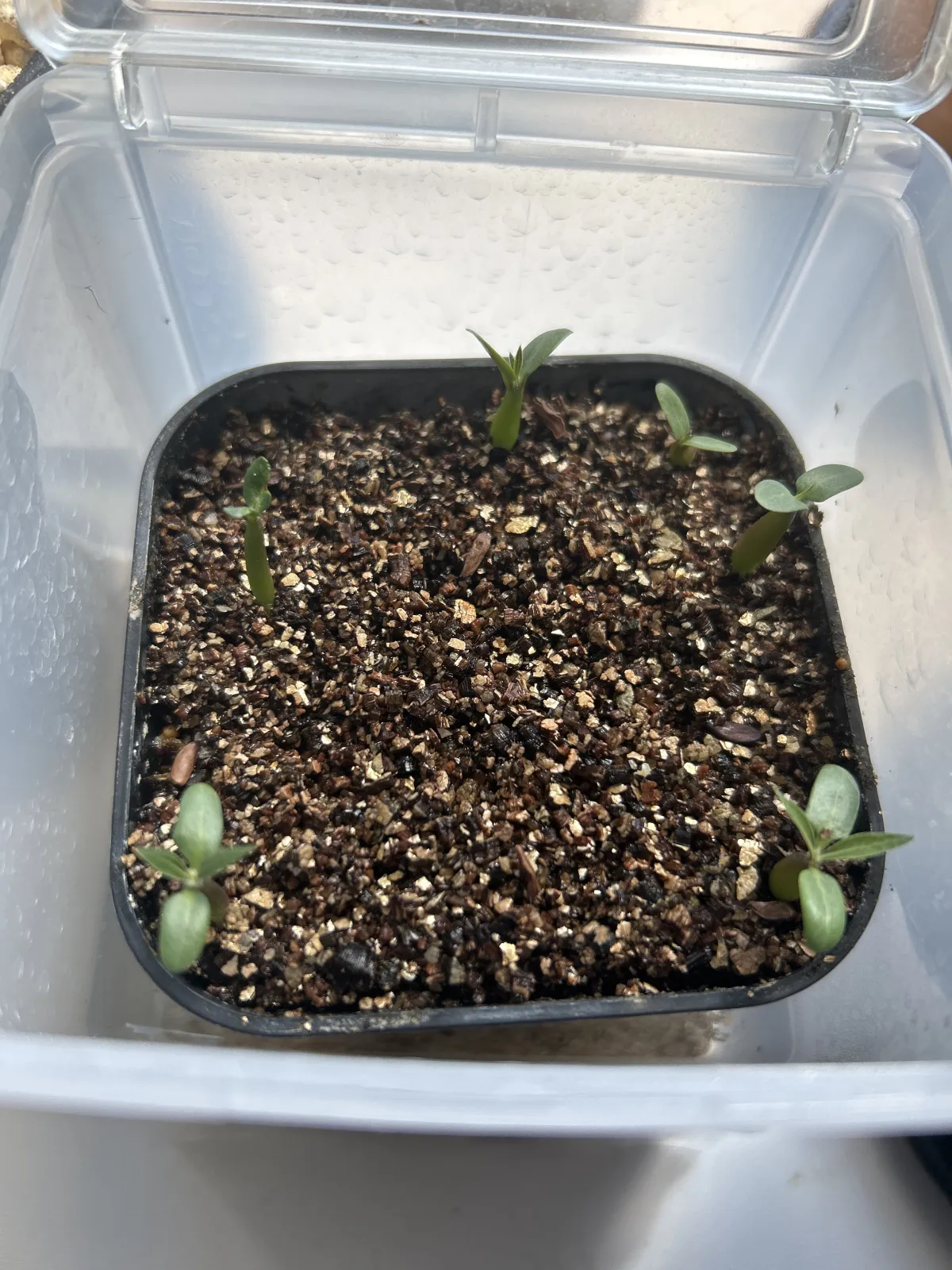 Pachypodium rosulatum var. eburneum (パキポディウム エブレネウム)