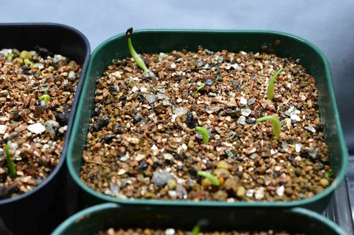 Agave oteroi (アガベ オテロイ)