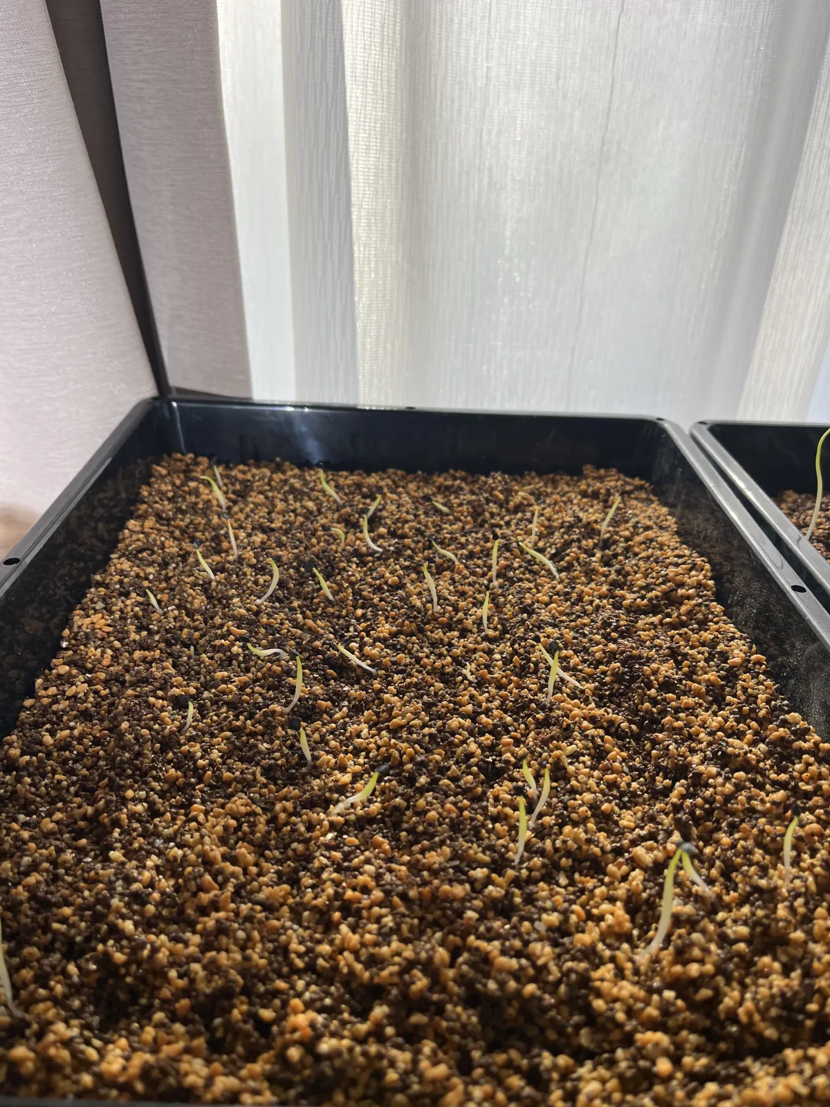 Agave oteroi (アガベ オテロイ)