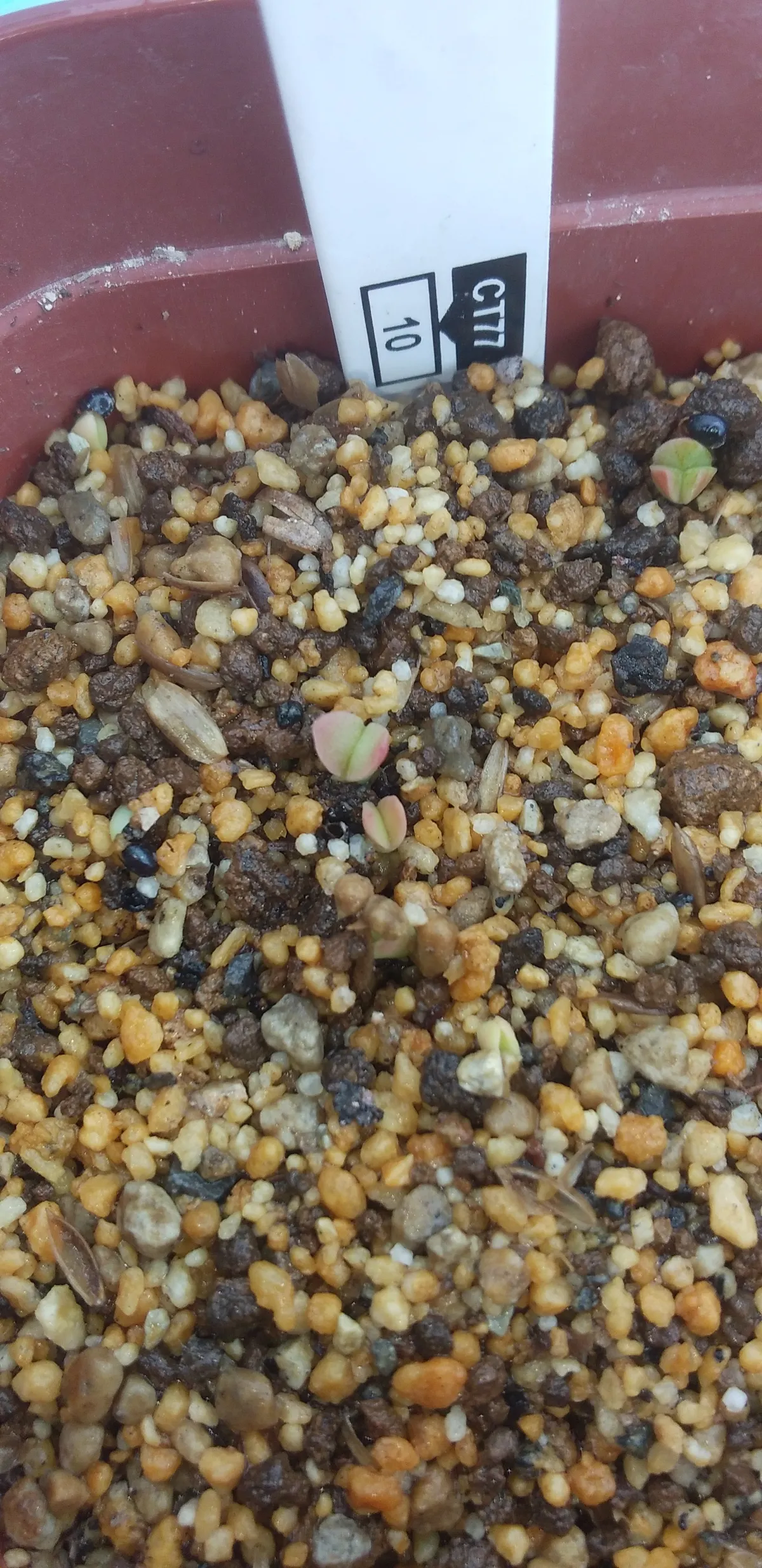 Pilosocereus chrysacanthus (ピロソケレウス クリサカンサス)