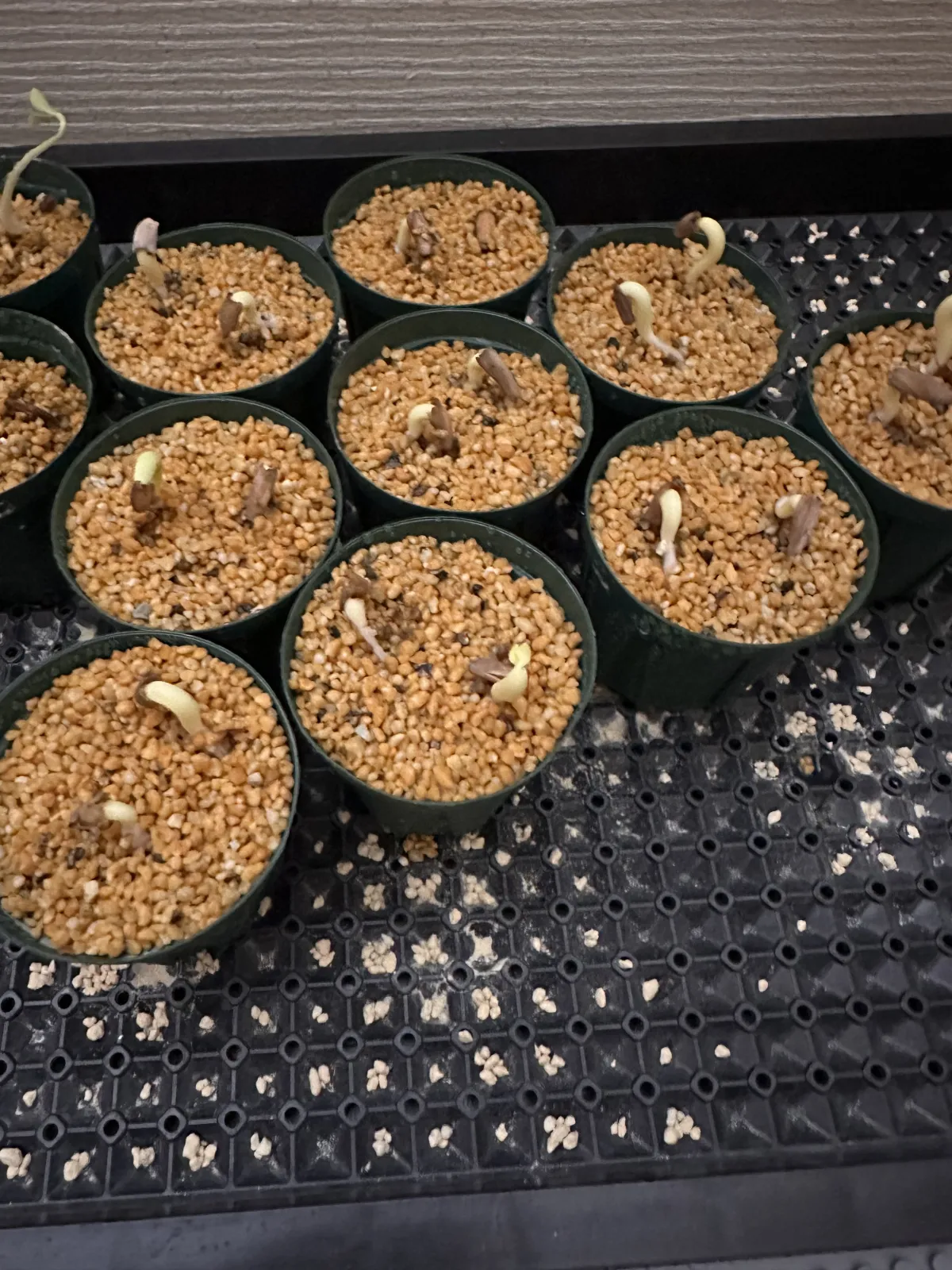 Adenium arabicum Black Giant (アデニウム アラビカム ブラックジャイアント)