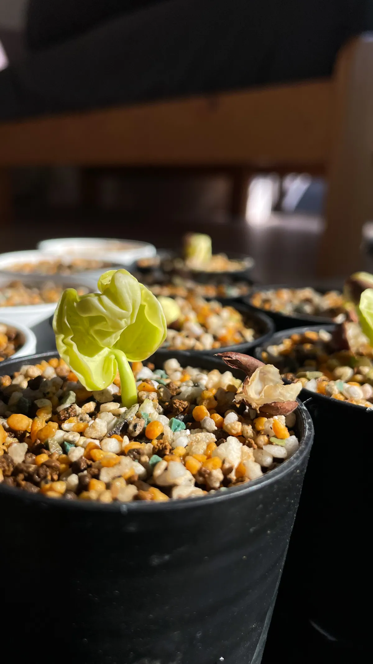 Pseudobombax ellipticum (セウドボンバックス エリプティカム ラブラム)