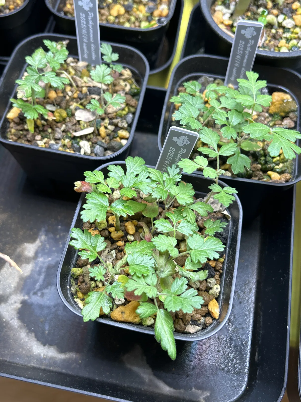 Pachycormus discolor (パキコルムス ディスカラー)