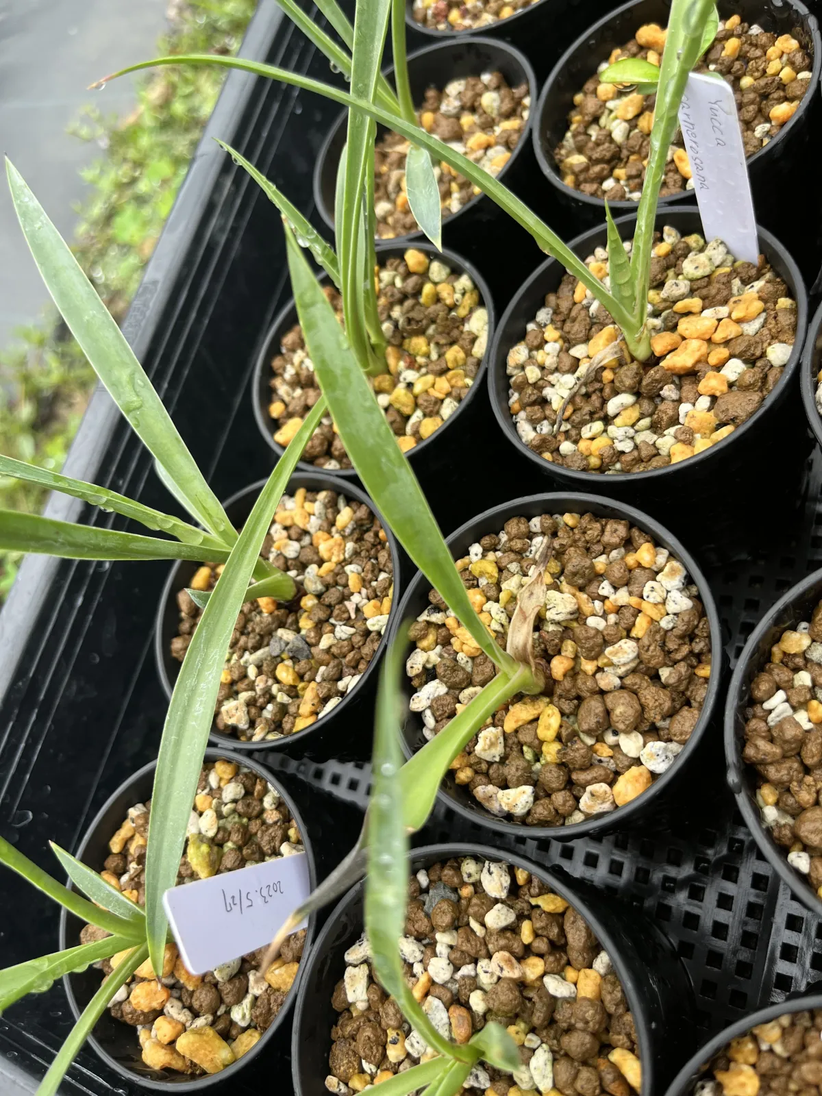 Yucca carnerosana (ユッカ カルネロサーナ)