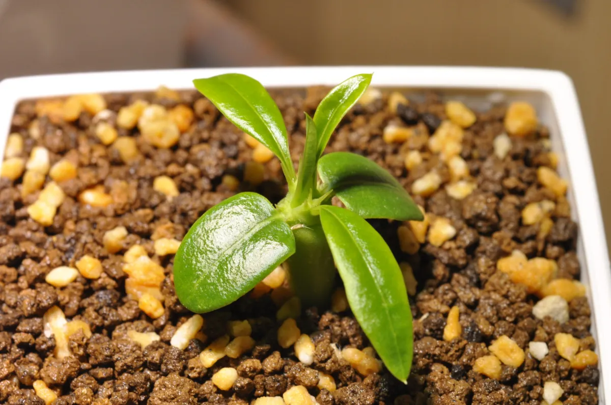 Pachypodium lamerei (パキポディウム ラメレイ 夢叶棒)