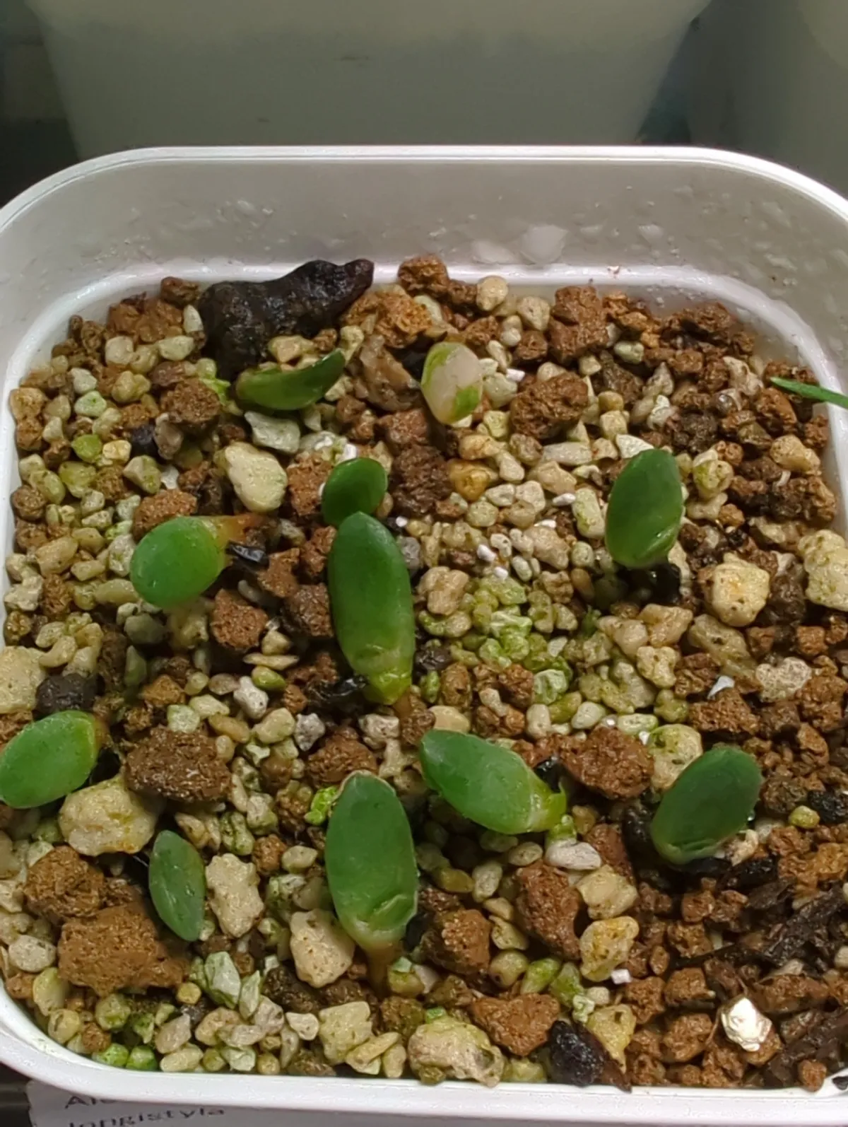 Aloe longistyla (アロエ ロンギスティラ)