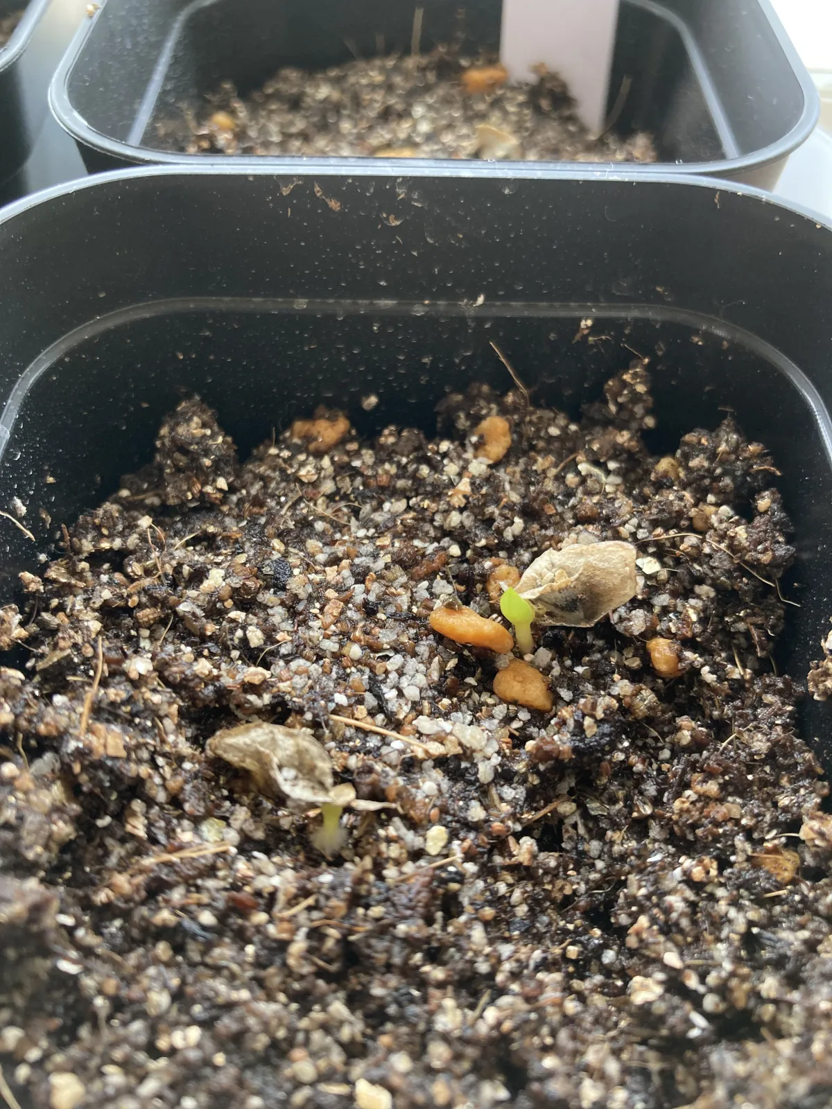 Aloe dichotoma (アロエ ディコトマ)