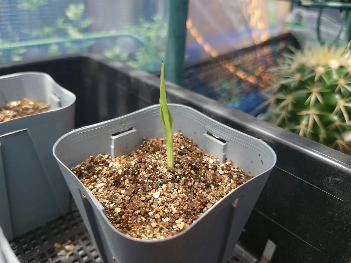 Ravenala madagascariensis (ラベナラ マダガスカリエンシス)