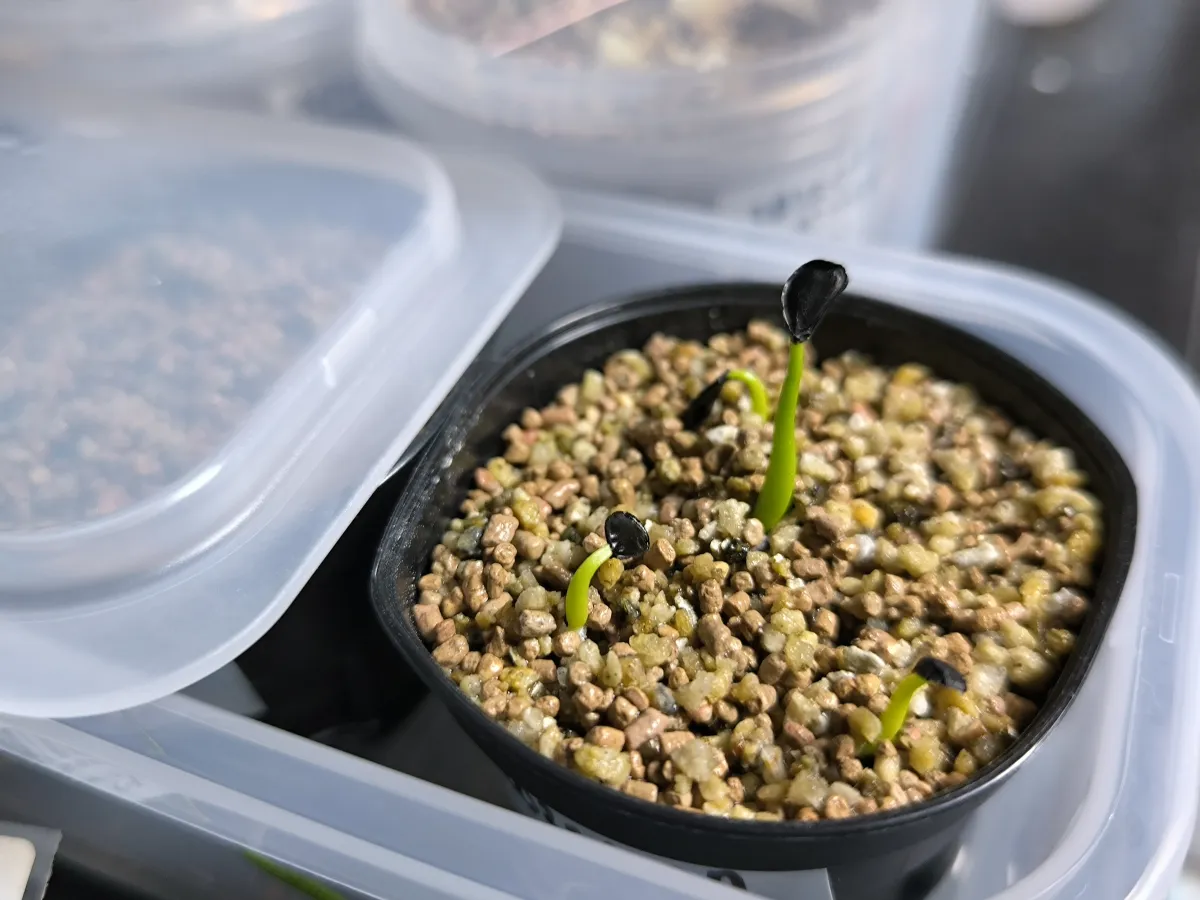 Agave margaritae (アガベ マルガリータ)