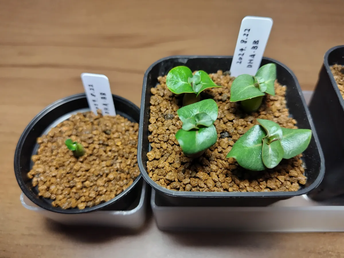 Adenium obesum Black Branches (アデニウムブラックブランチ DHA ブラックブランチ)