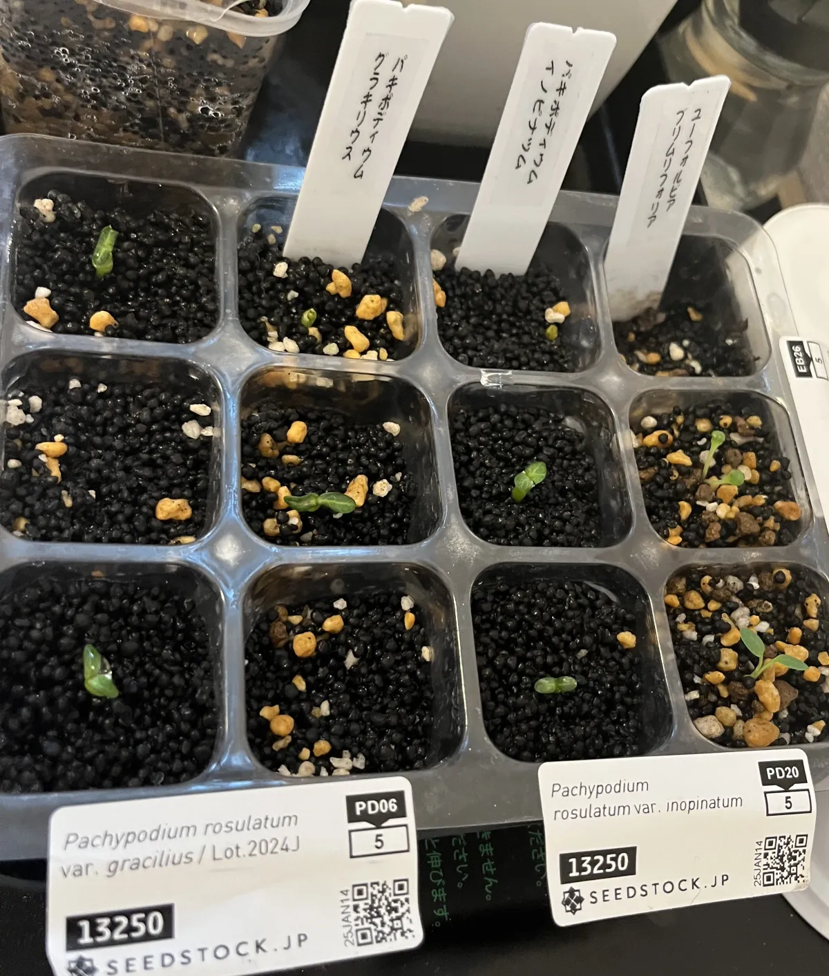 Pachypodium rosulatum var. inopinatum (パキポディウム イノピナツム)