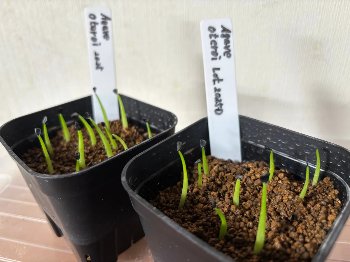 Agave oteroi (アガベ オテロイ)