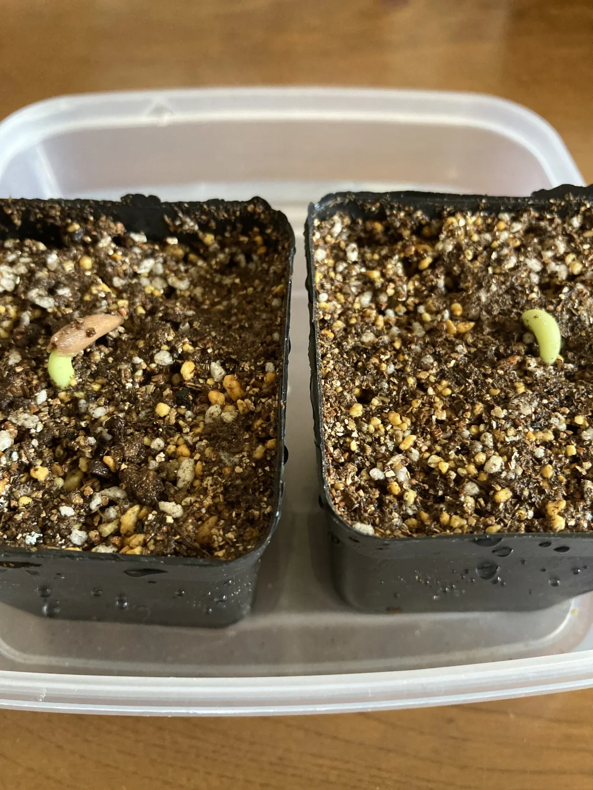 Adenium arabicum Black Stem (アデニウム アラビカム ブラックステム)