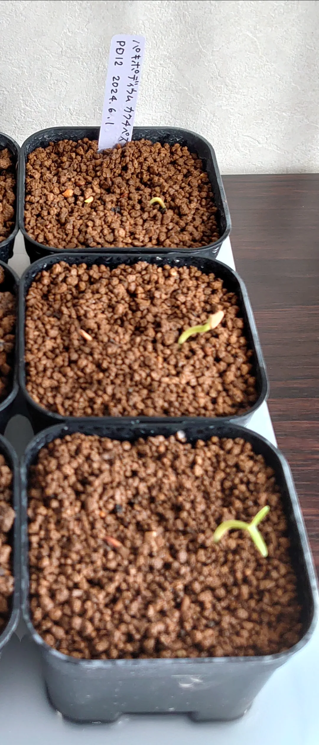 Pachypodium rosulatum ssp. cactipes (パキポディウム カクチペス)