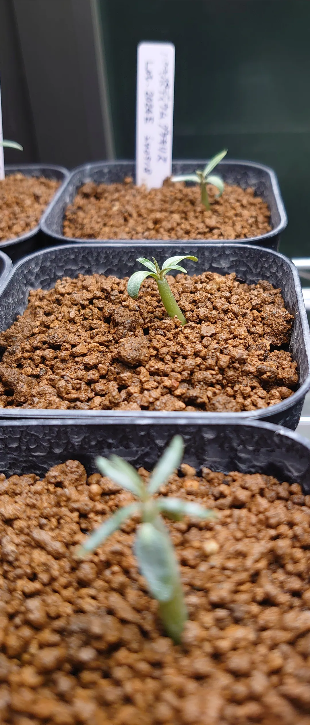 Pachypodium rosulatum var. gracilius (パキポディウム グラキリス)