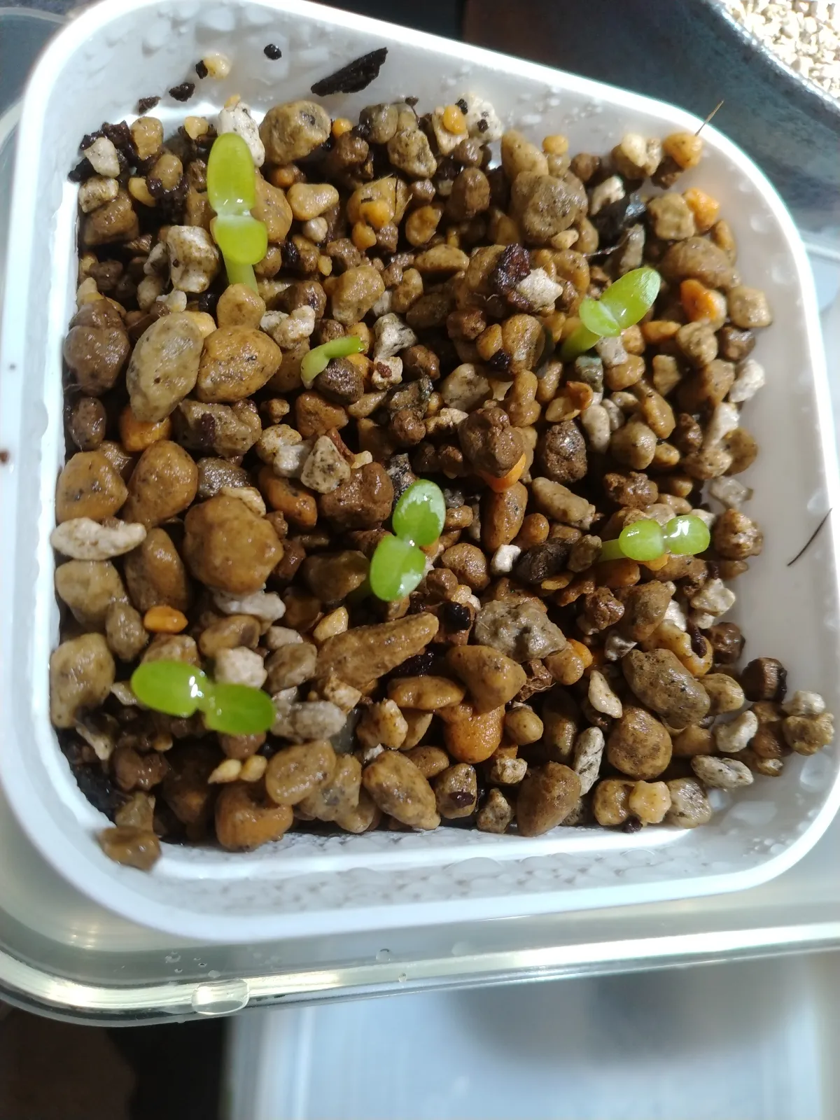 Pachypodium brevicaule subsp. leucoxanthum (パキポディウム レウコキサンツム)