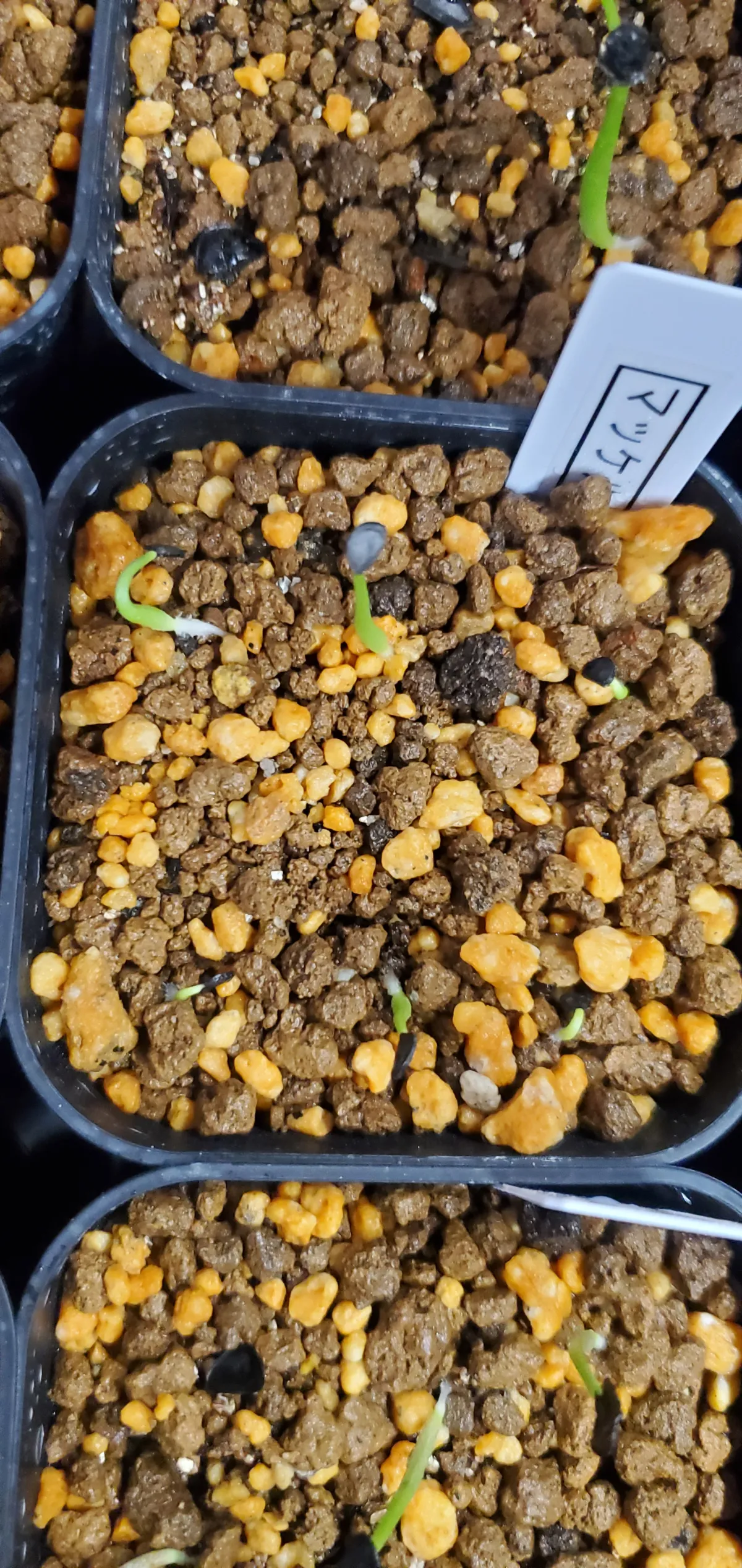 Agave mckelveyana (アガベ マッケルベヤナ)