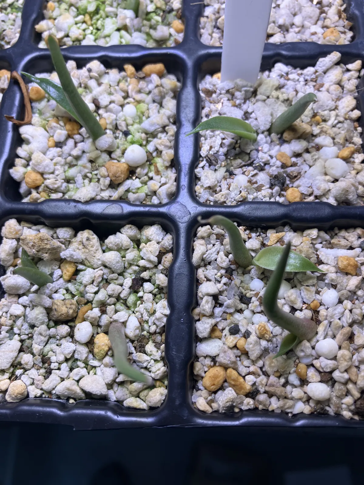 Agave isthmensis (アガベ イシスメンシス)