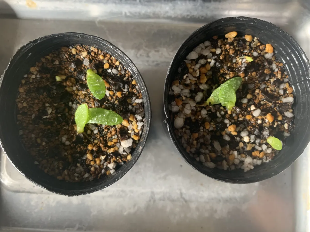 Aloe polyphylla (アロエ ポリフィラ)