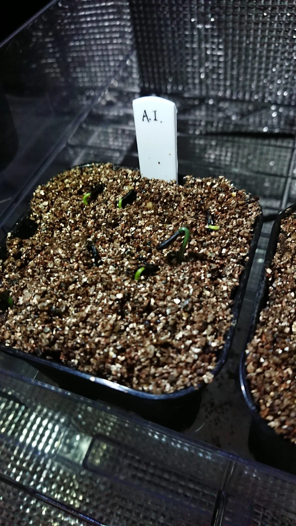 Agave inaequidens (アガベ インアクイデンス)