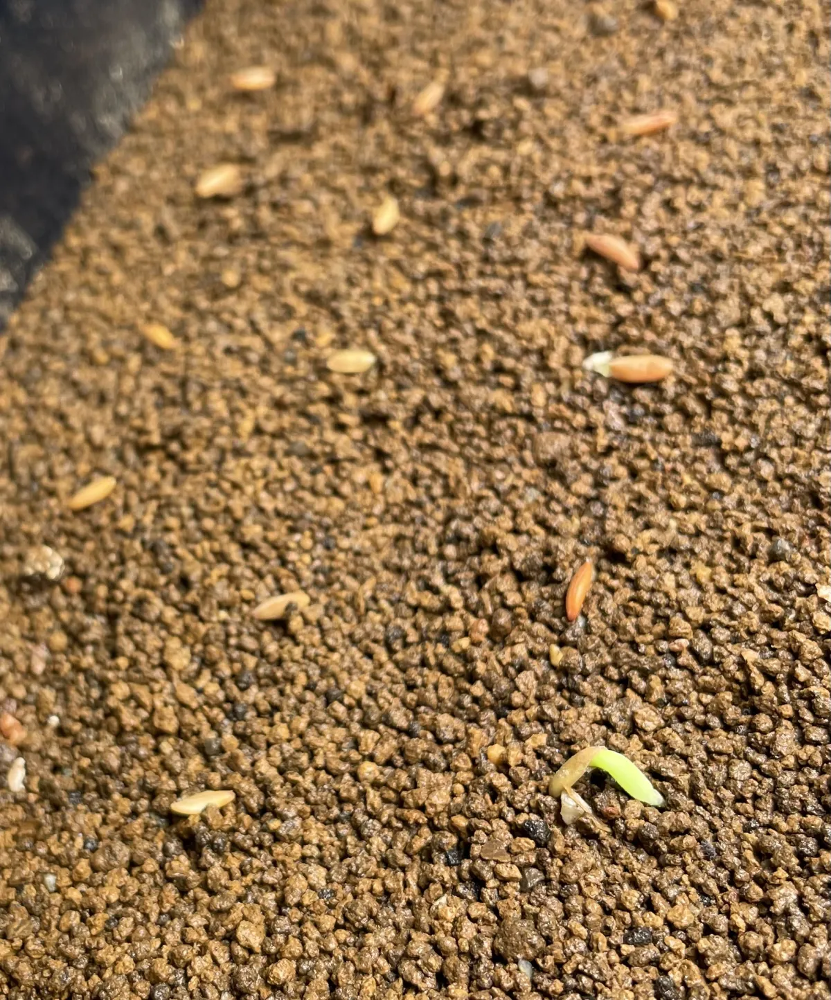 Pachypodium rosulatum var. gracilius (パキポディウム グラキリス)