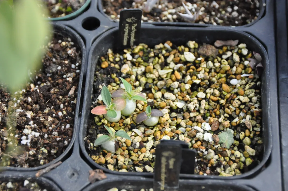 Pachypodium enigmaticum (パキポディウム エニグマチカム)