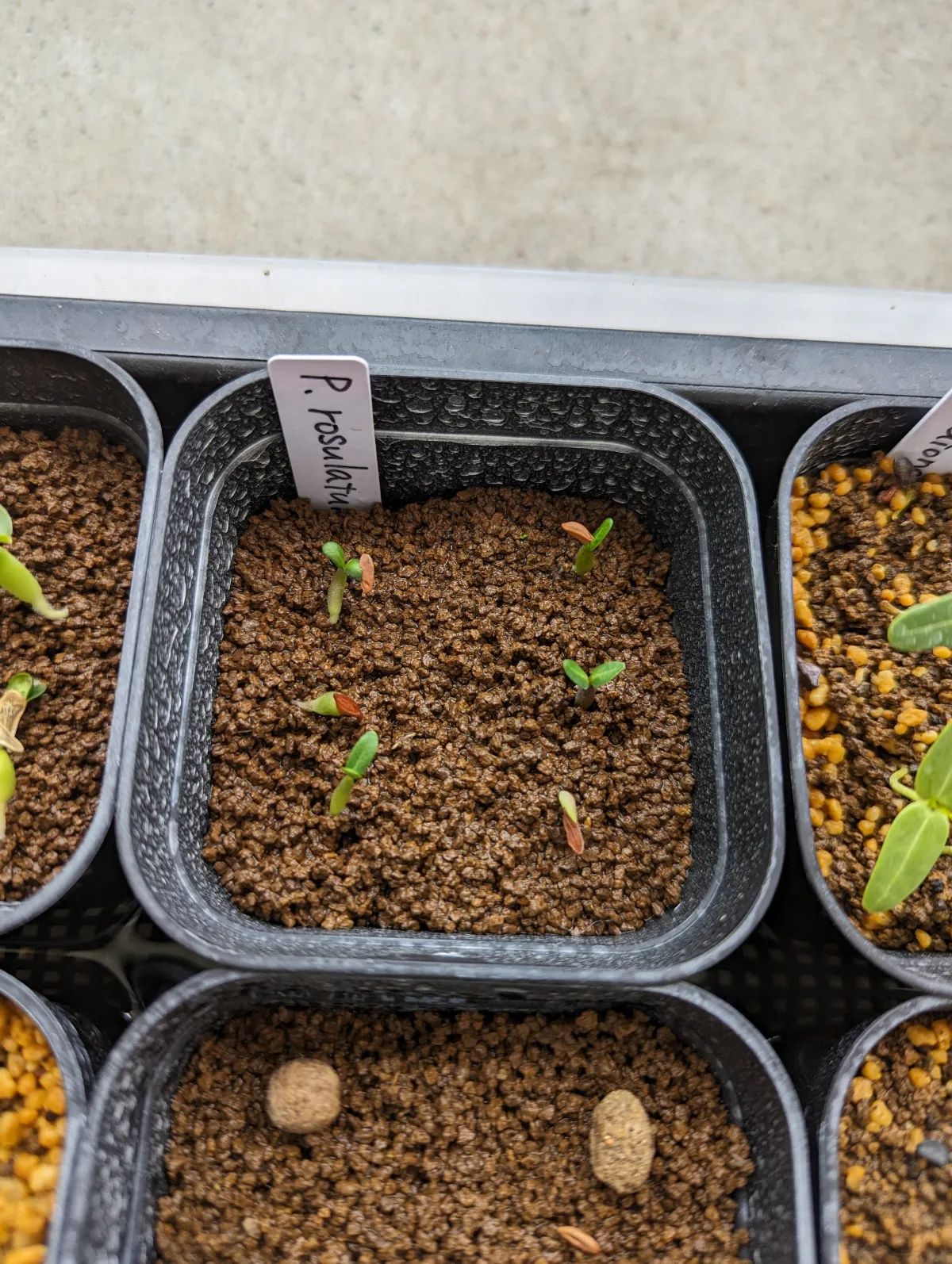 Pachypodium rosulatum var. gracilius (パキポディウム グラキリス)