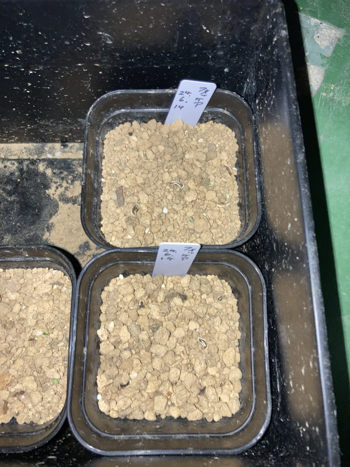 Fockea edulis (フォッケア 火星人)