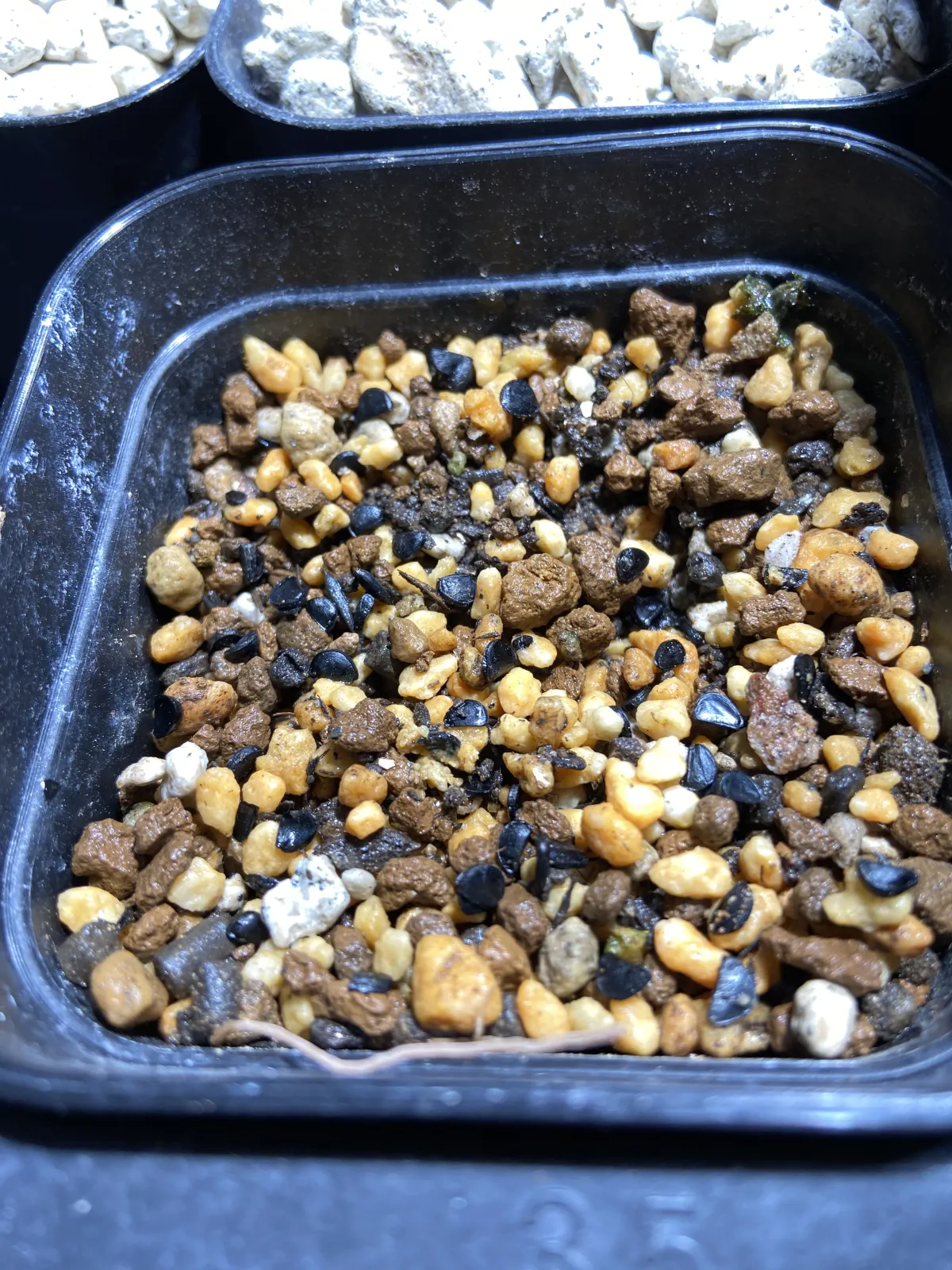 Agave horrida 'Chocolate Thorn' (アガベ ホリダ チョコレートソーン)