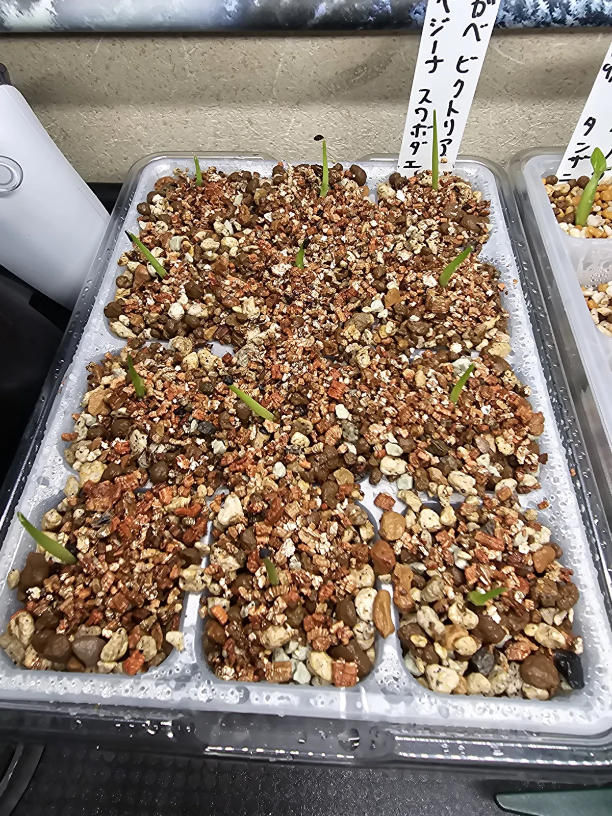 Agave victoriae-reginae ssp. swobodae swobodae (アガベ ビクトリアレジーナ スワボダエ)