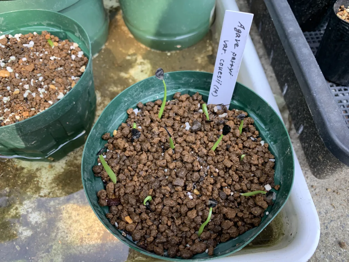 Agave parryi var. couesii (アガベ コウエシー)