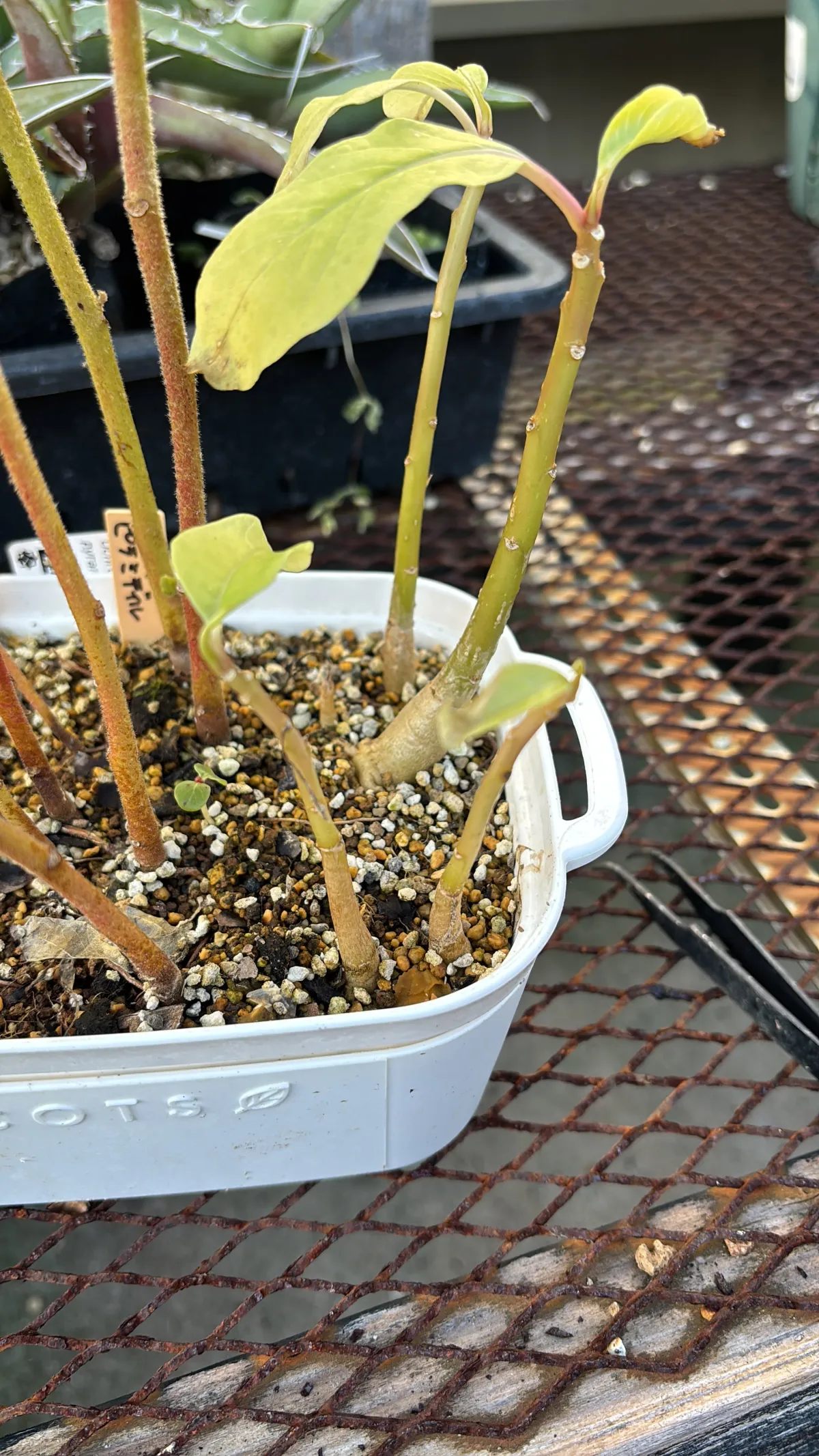 Phytolacca dioica (フィトラッカ ディオイカ)