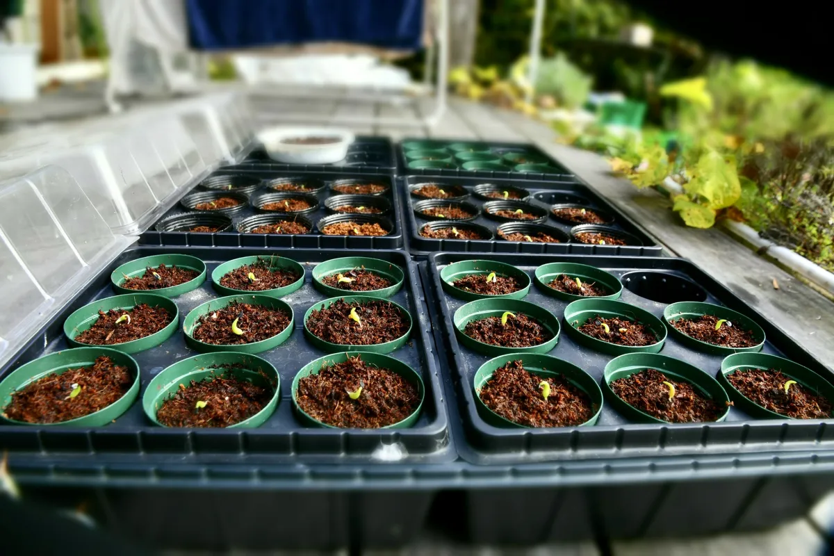 Agave titanota (アガベ チタノタ ドワーフ)