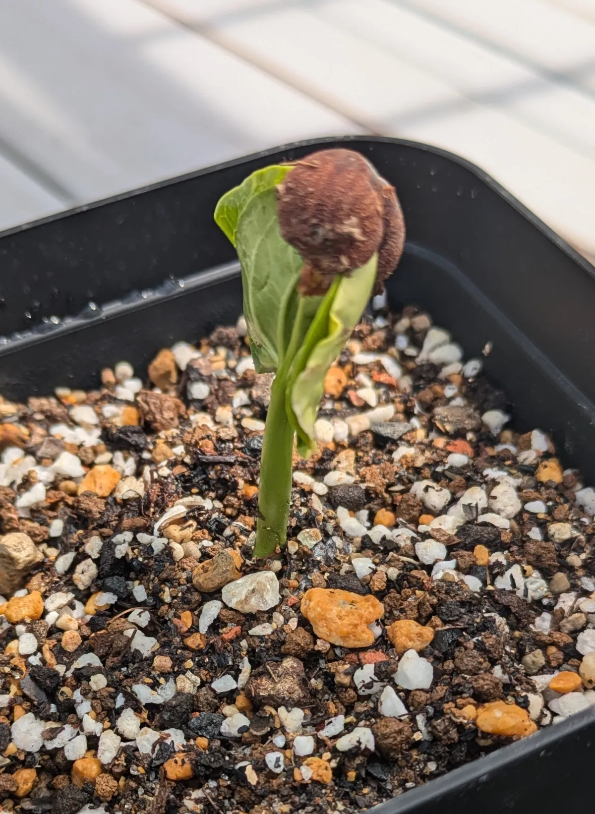 Adansonia madagascariensis (アダンソニア（バオバブ ）マダガスカリエンシス)