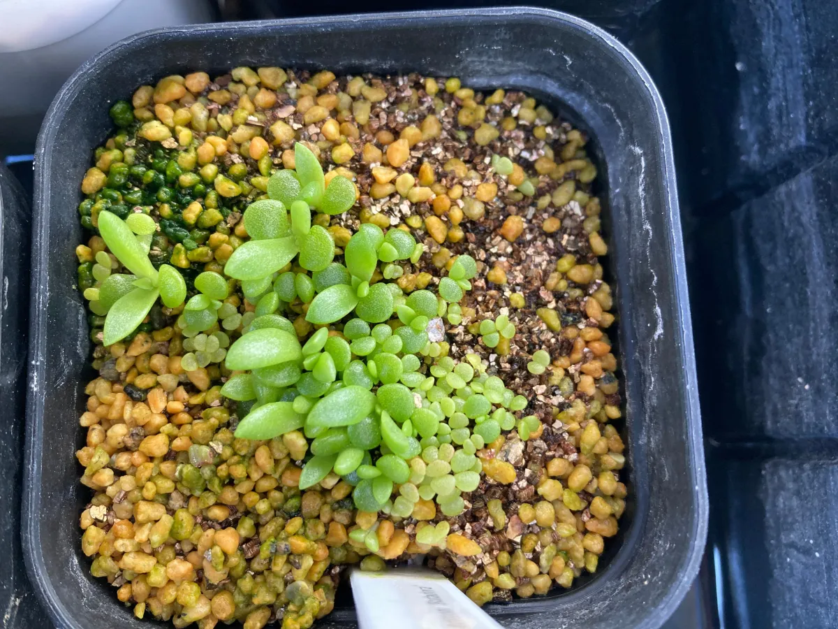 Dudleya anthonyi (ダドレヤ アンソニー ミシオン)