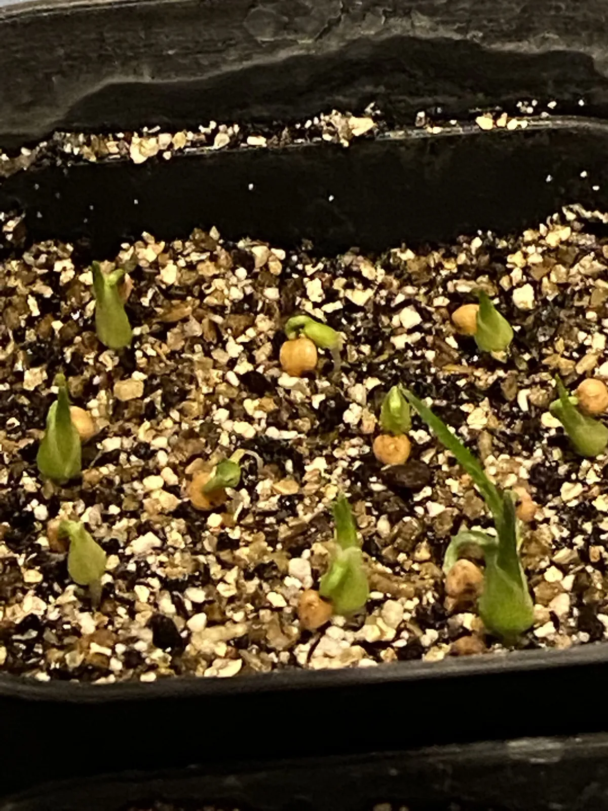 Dasylirion gracilis (ダシリリオン グラキリス)