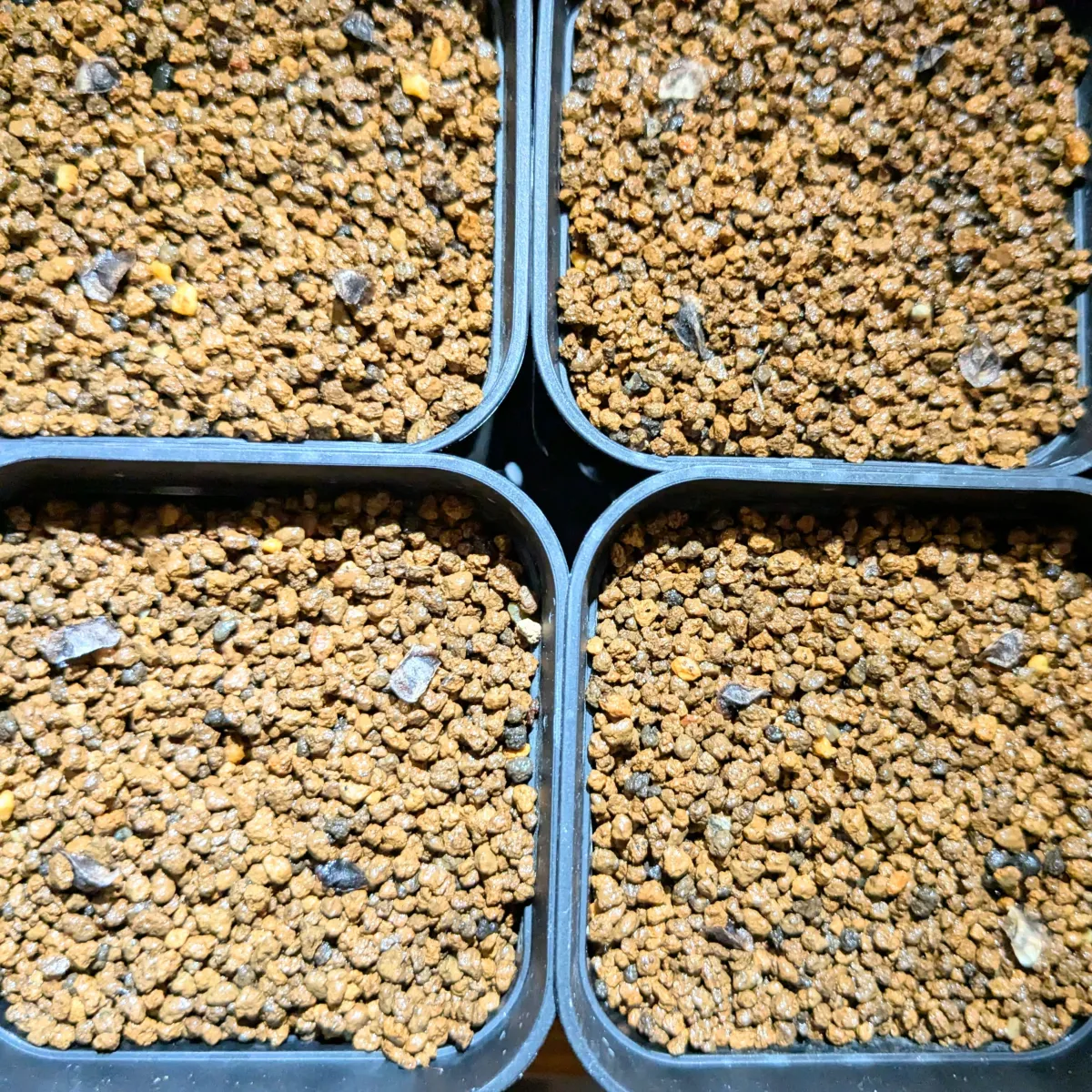 Aloe polyphylla (アロエ ポリフィラ)