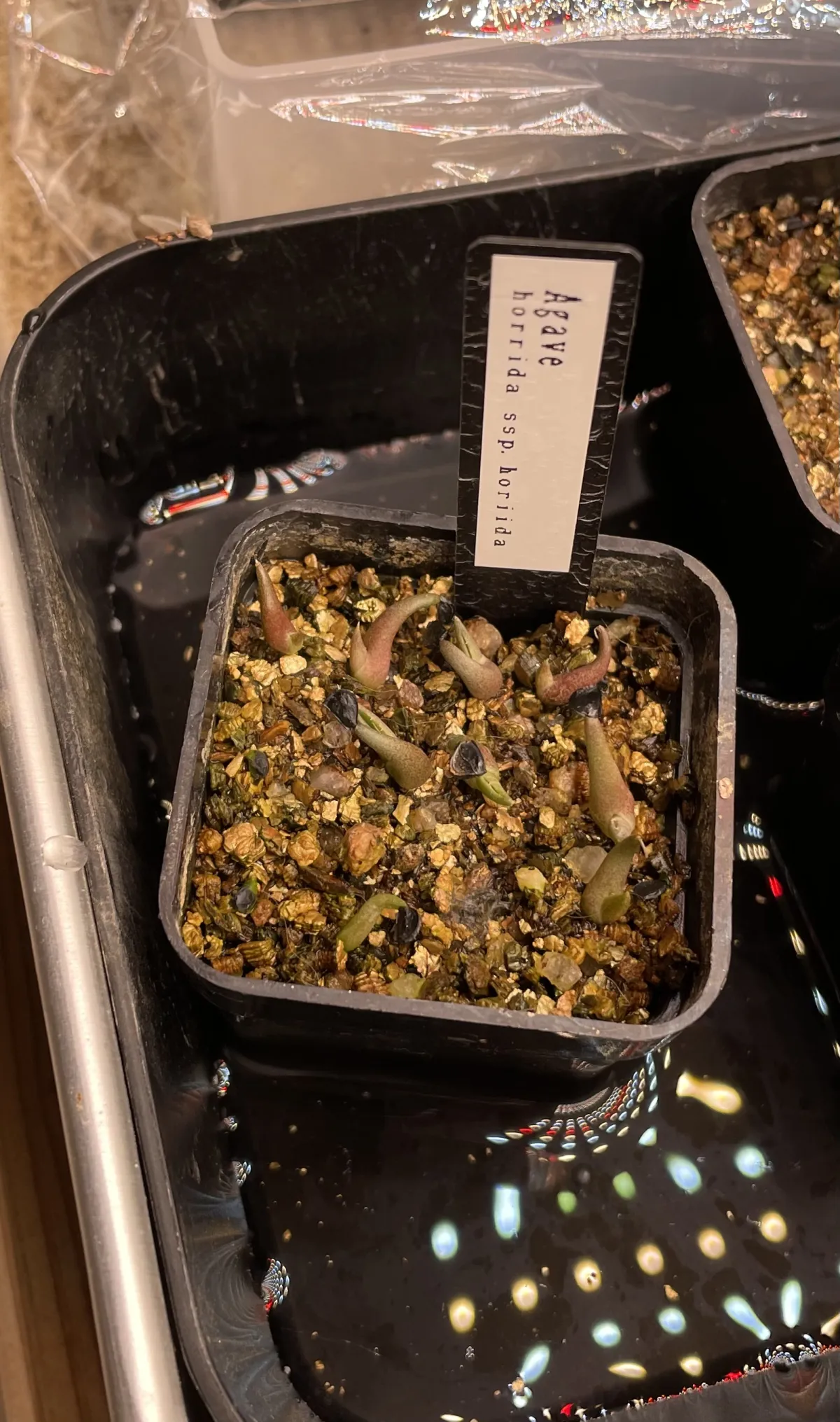 Agave horrida ssp. horrida (アガベ ホリダ)