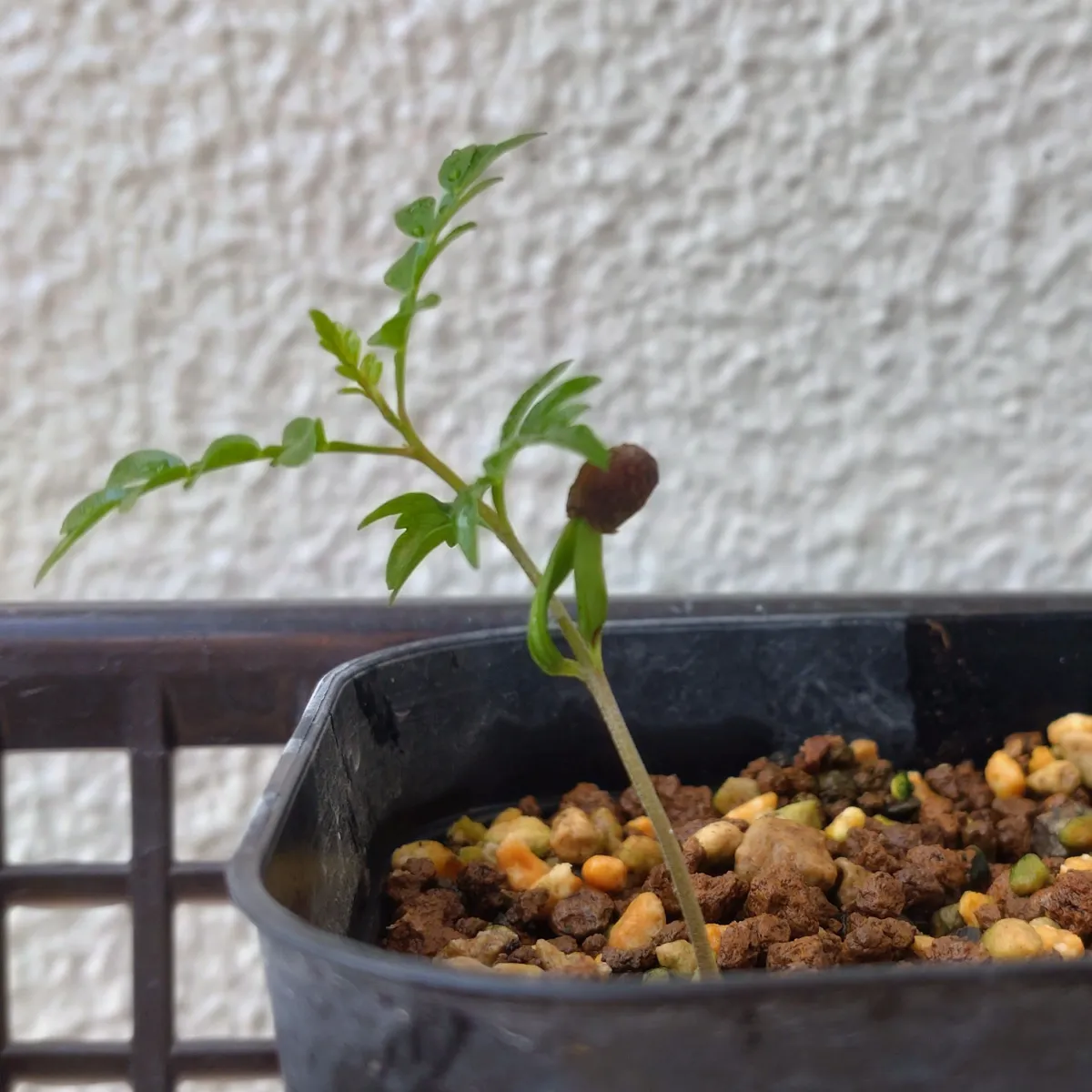 Operculicarya pachypus (オペルクリカリア パキプス)