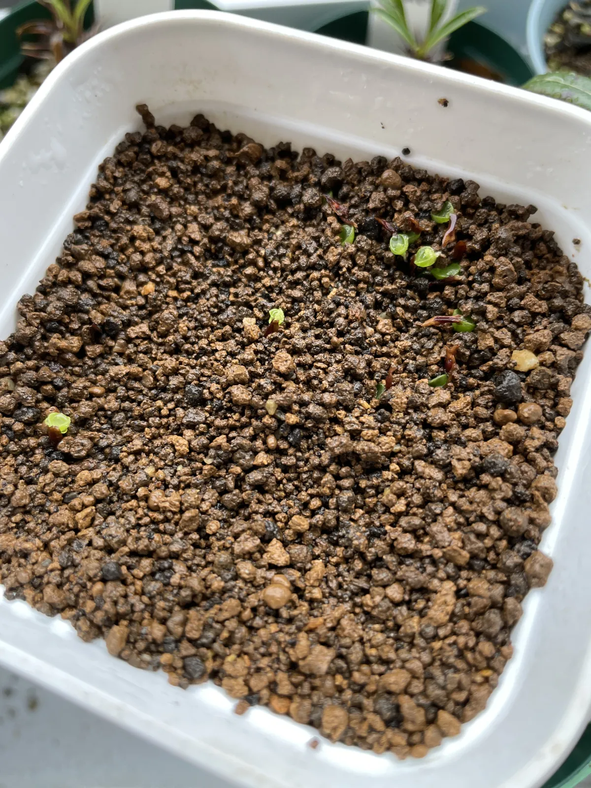 Hechtia texensis (ヘクチア テクセンシス)