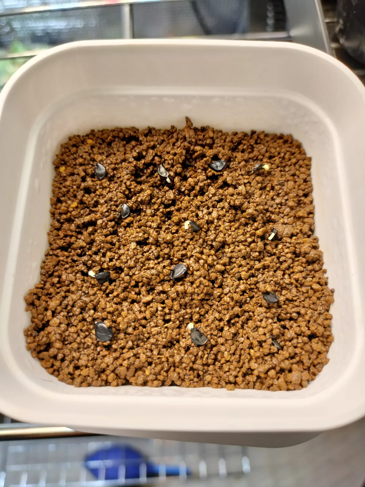 Agave oteroi (アガベ オテロイ)