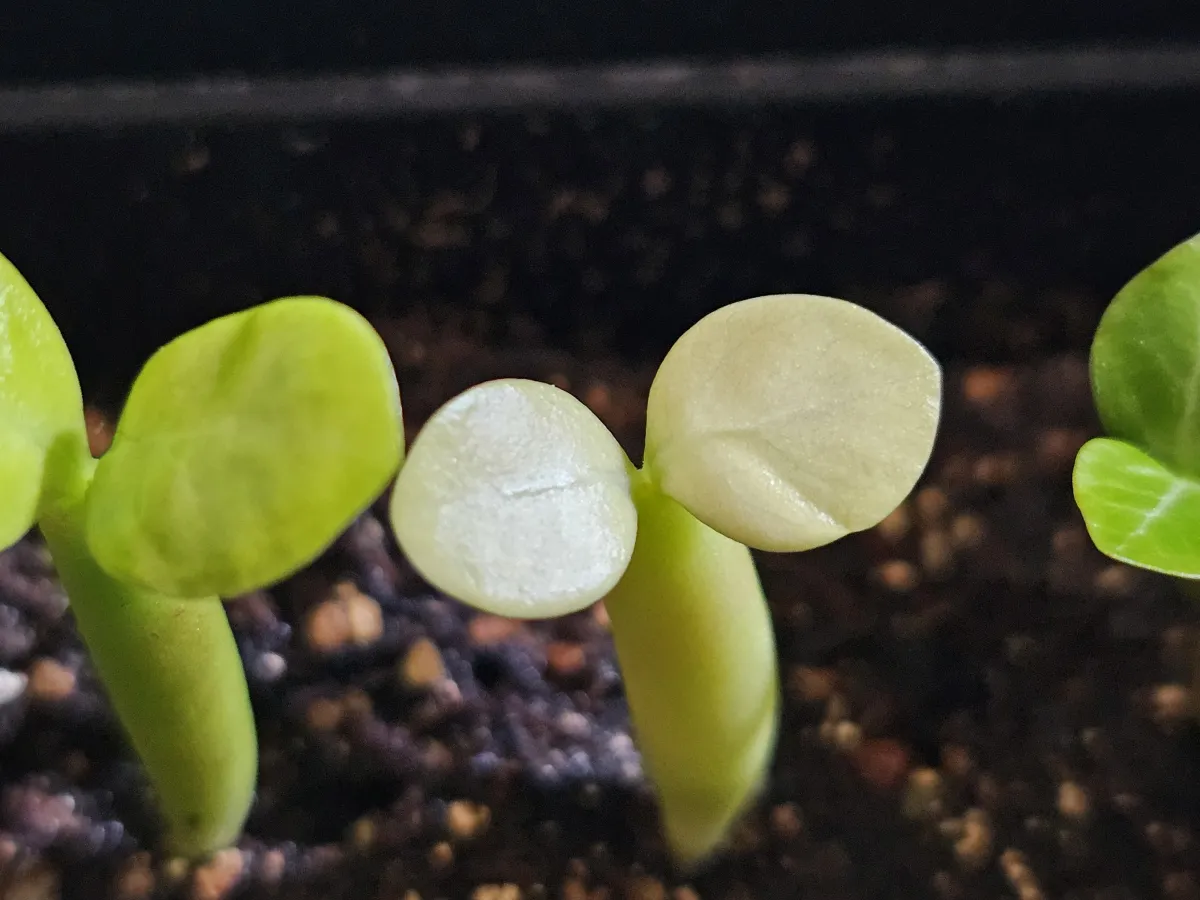 Adenium somalense (アデニウム ソマレンセ)