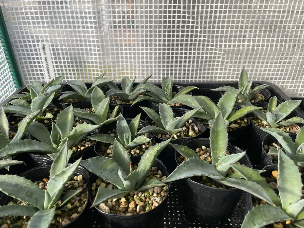 Agave americana ssp. protoamericana (アガベ プロトアメリカーナ)