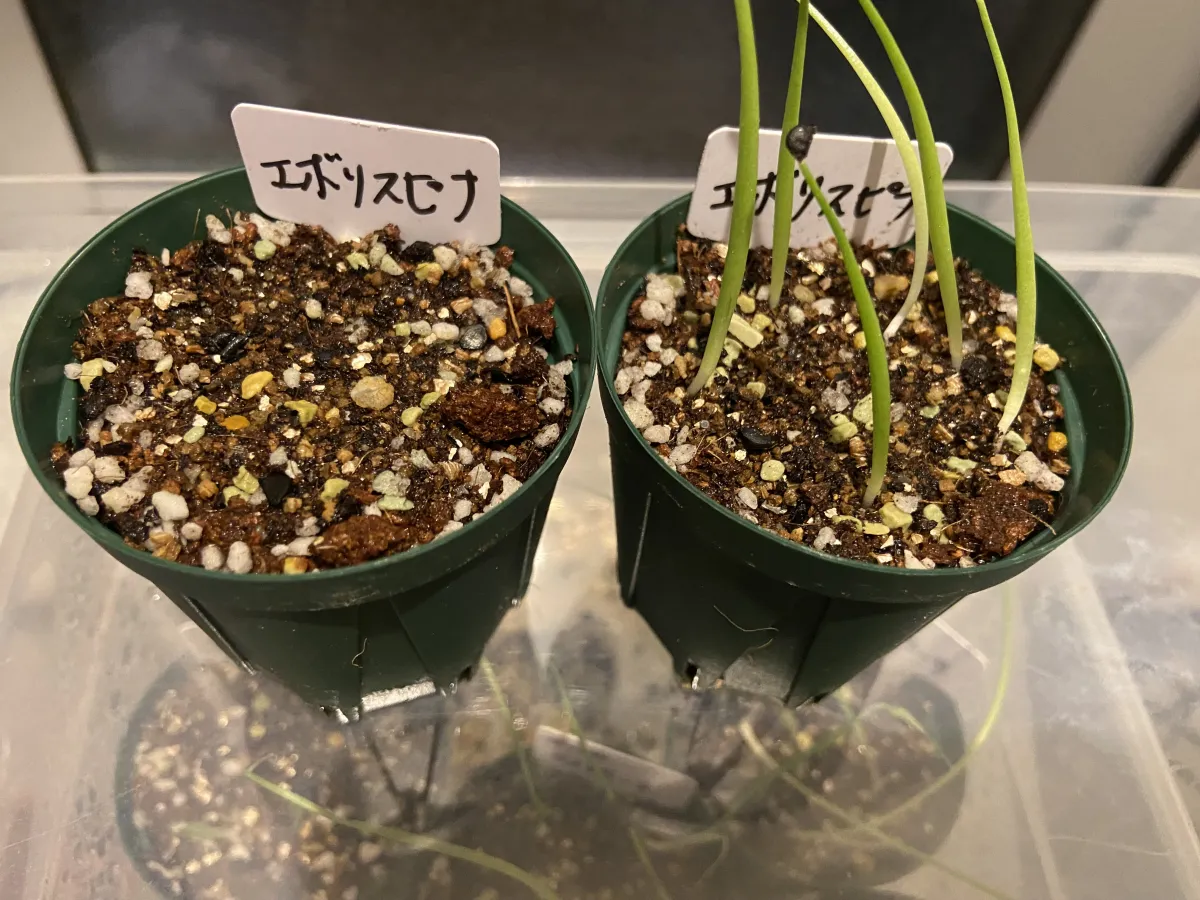 Agave utahensis var. eborispina (アガベ エボリスピナ)