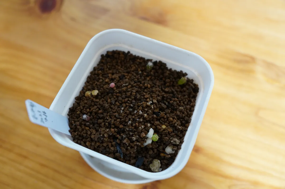 Stenocactus zacatecasensis subsp. zacatecasensis (エキノフォスロカクタス ザカテカセンシス)