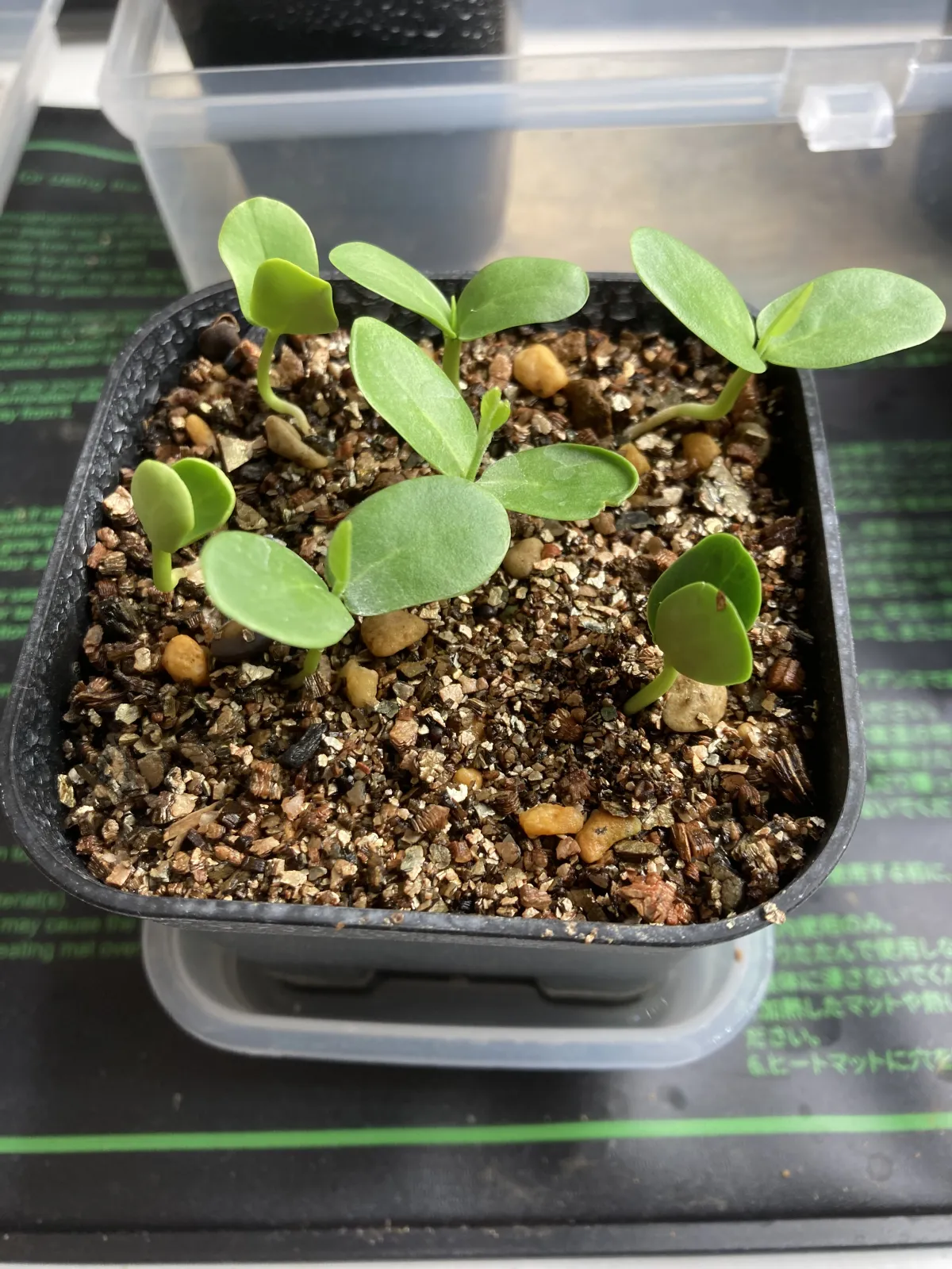 Bolusanthus speciosus (ボルサンサス スペシオサス)