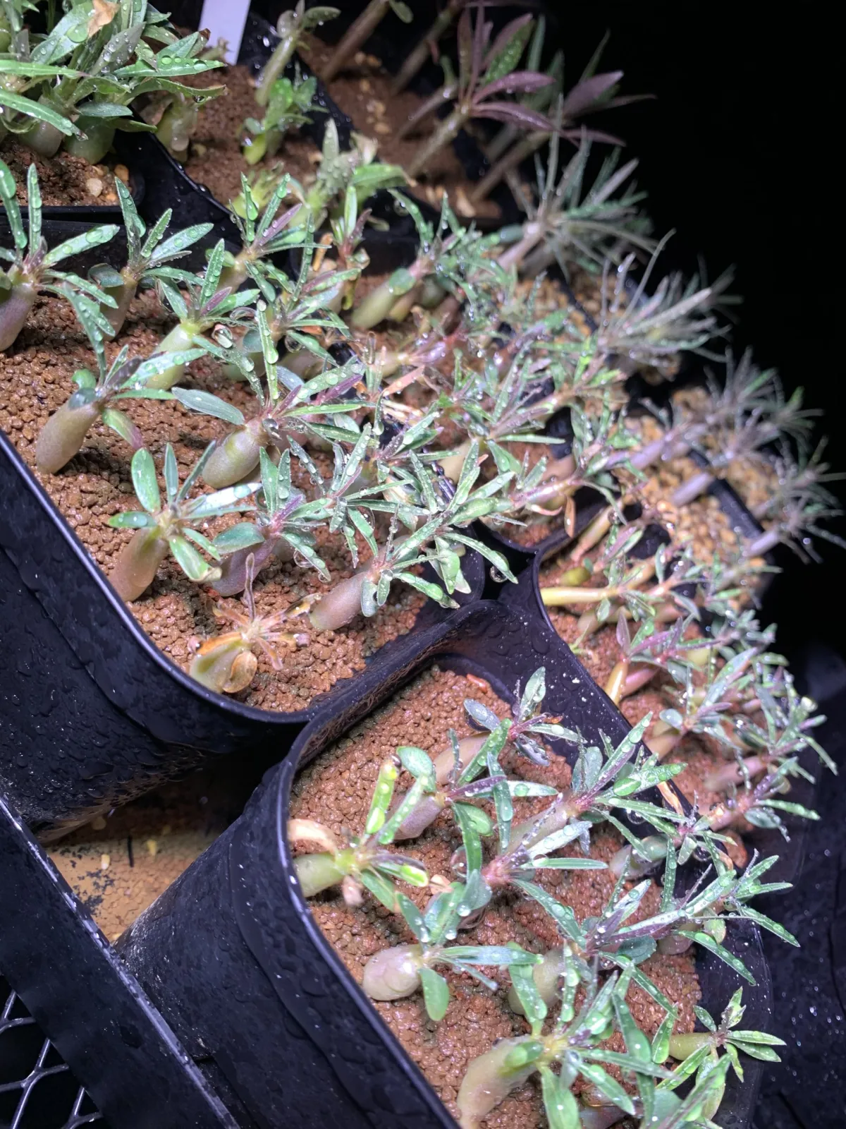 Pachypodium rosulatum var. gracilius (パキポディウム グラキリス)